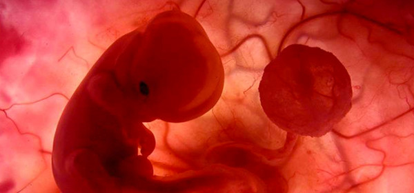 Mercado de Planned Parenthood: corazones, pulmones e hgados intactos de fetos abortados