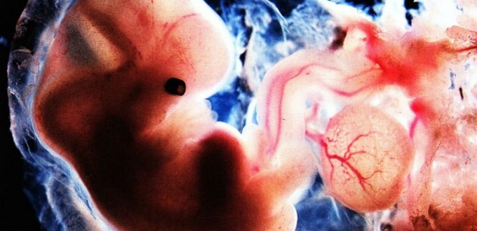 El embrin y su dignidad