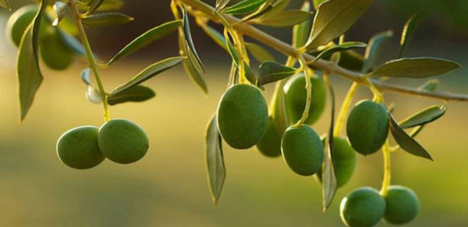 Un rbol de Olivo procedente de Tierra Santa es plantado en Afganistn como un smbolo de paz