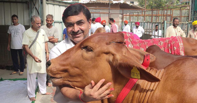Agencia gubernamental de la India: Jesucristo dijo que matar una vaca es como matar a un ser humano