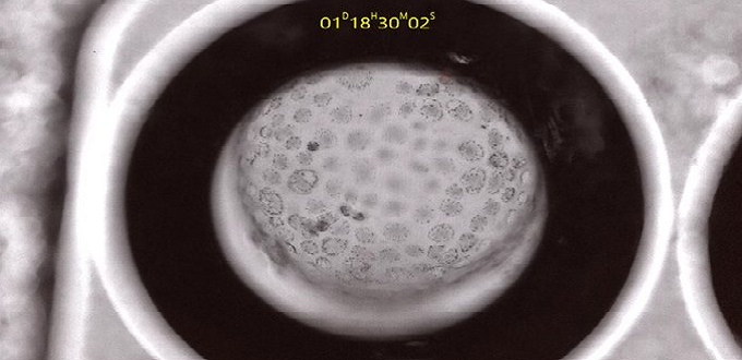 En China crean embriones con clulas de humanos y monos