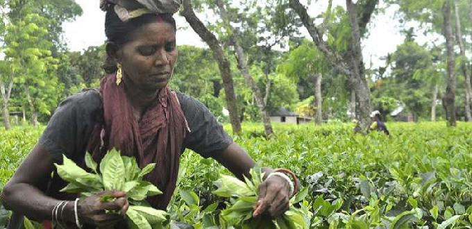 Trabajadores del t de Bangladesh atrapados en la esclavitud eterna