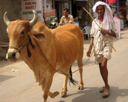 Manos Unidas Valencia compra 250 vacas para abrir una cooperativa en la tribu vasava de la India