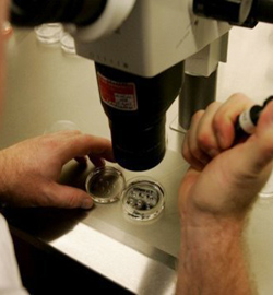 El Tribunal Europeo de Justicia prohíbe las patentes biotecnológicas con embriones humanos