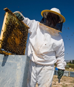 Regalan al Papa medio milln de abejas para la granja del Vaticano