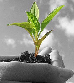 Cardenal Filoni: la relacin entre el Islam y el Evangelio es muy compleja