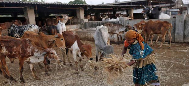 Radicales hindes amenazan con represalias al gobierno indio si no prohbe el comercio de carne de vaca