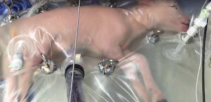 Científicos desarrollan úteros artificiales para corderos