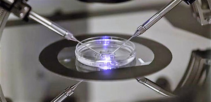 Nicolás Lafferriere denuncia la «inadmisible instrumentalización de la persona humana» en un experimento con embriones