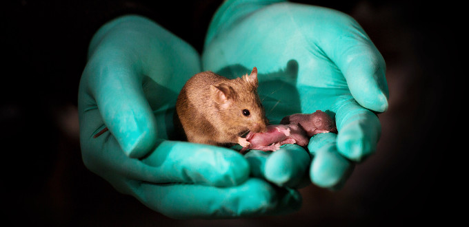 Espaa: el uso de animales para investigacin biomdica se ha reducido un 43% desde el 2009