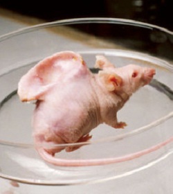 Bioético responde a la aprobación de Japón de la investigación híbrida humano-animal