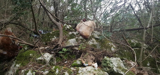 Encuentran restos de un ritual afroamericano en Baleares Encuentran restos de un ritual afroamericano en Baleares