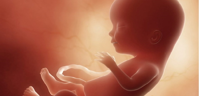 La Universidad de Pittsburgh es el centro de experimentación con partes del cuerpo de bebés abortados