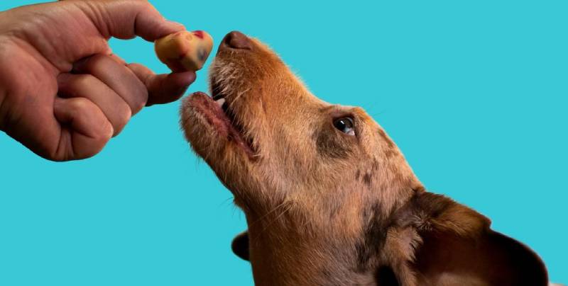 La di�cesis de Coira descarta la excomuni�n de las tres personas que dieron hostias consagradas a sus perros en Z�rich