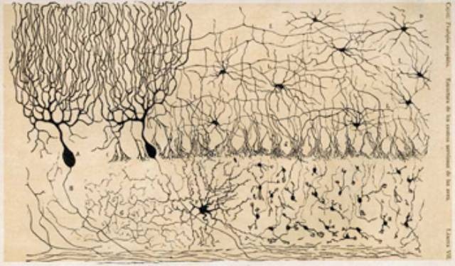 M�s all� del cerebro: Neurociencia, inteligencia artificial y esperanza cristiana