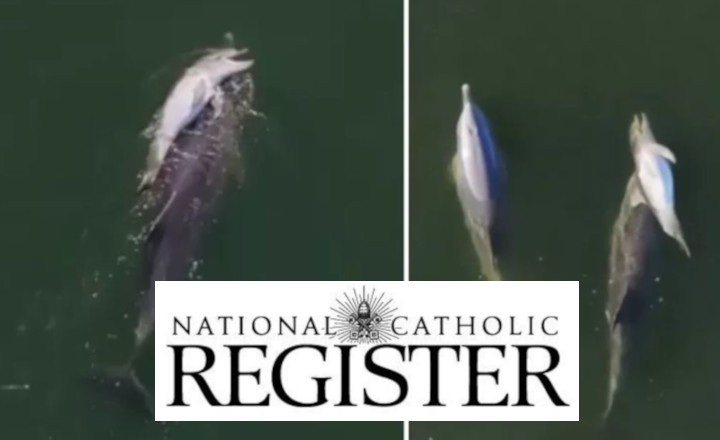 �El National Catholic Register promueve el animalismo?