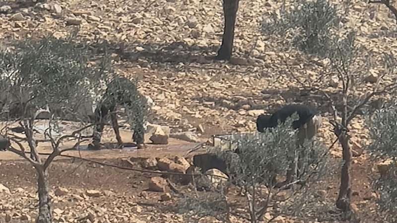 Taybeh, o c�mo se empuja a los cristianos a marcharse sin orden�rselo